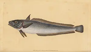 Hake: European hake, Merluccius merluccius