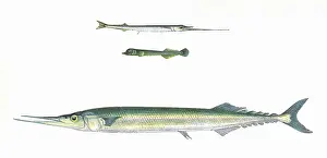Skipper: European Halfbeak, Blunt-Headed Halfbeak, and Skipper