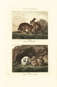 European hare and European rabbit