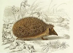 Hedgehog: European Hedgehog