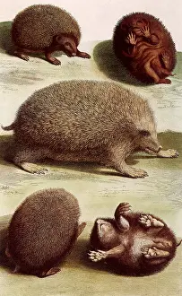 Hedgehogs: European Hedgehogs
