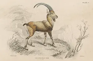 Capra: EUROPEAN IBEX
