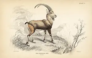 Ibex: European ibex, Capra ibex