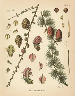 Larch: European larch, Larix decidua