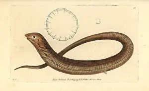 Legless: European legless lizard, Pseudopus apodus