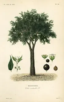 Nettle: European nettle tree, Celtis australis