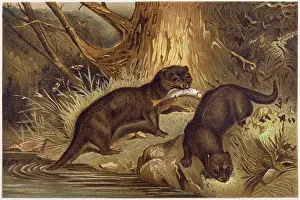 C1840: EUROPEAN OTTER C1840