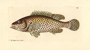 Perca: European perch, Perca fluviatilis