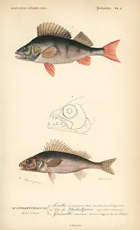 Perca: European perch and ruffe