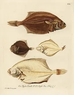 Turbot: European plaice, Pleuronectes platessa and