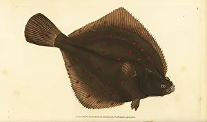Plaice: European plaice, Pleuronectes platessa