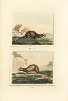 Barrs Buffon: European polecat and ferret