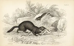 Mustela: European polecat, Mustela putorius