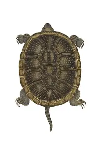 Hahn: European Pond Turtle