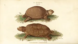 Europaea: European pond turtle, Emys orbicularis