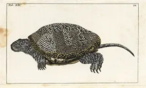 Emys: European pond turtle, Emys orbicularis