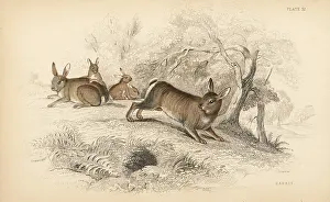 Burrowing: European rabbit, Oryctolagus cuniculus