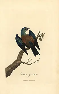 Coracias: European roller, Coracias garrulus