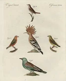 Kinder: European roller, hoopoe, red crossbill, and