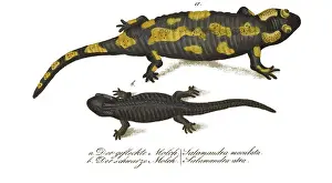 Hahn: European Salamanders