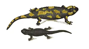 Hahn: European Salamanders