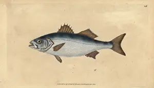 Perca: European seabass, Dicentrarchus labrax
