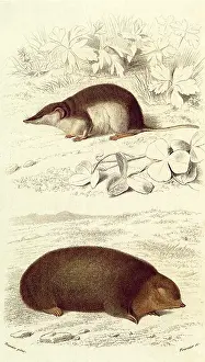 Shrew: A European Shrew and a Mole