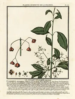 Spindle: European spindle, Euonymus europaeus