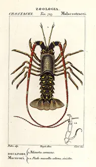 Contre: European spiny lobster, Palinurus elephas