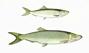 Skipper: European Sprat and Whitebait