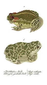 Hahn: European Toads