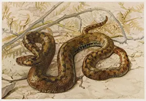 Aspic: EUROPEAN VIPER