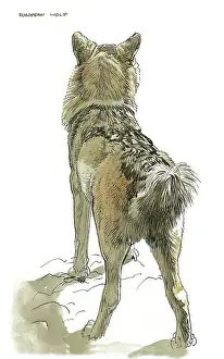 Wolves: European Wolf