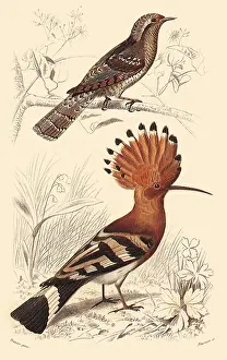 Wryneck: A European Wryneck and a Hoopee