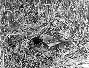 Flava: EUROPEAN YELLOW WAGTAIL