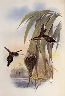 Phaethornis: Eurynome Hermit, PhaEothornis Eurynome