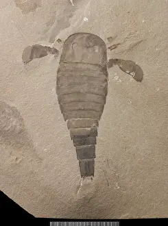 Silurian: Eurypterus, a fossil eurypterid