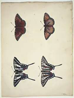 Albin: Eurytides marcellus, zebra swallowtail (bottom)