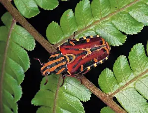 Stripey: Euselates sp. rose chafer beetle