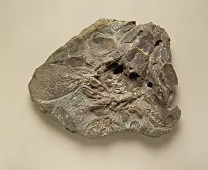 Lobe: Eusthenopteron foordi