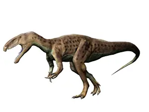 Oxoniensis: Eustreptospondylus dinosaur