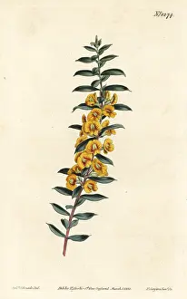 Obovata: Eutaxia myrtifolia