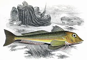 Gurnard: Eutrigla gurnardus, or Grey Gurnard