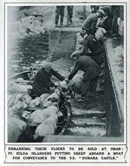 Iln - Consolidated Archive Holdings Ltd: Evacuation of St. Kilda - sheep boarding a boat