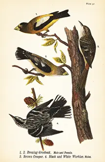 Loxia: Evening grosbeak, brown creeper and black and white warbler
