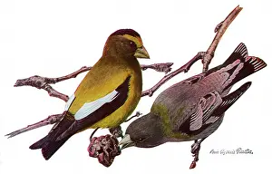 Agassiz: Evening Grossbeaks