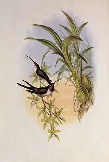 Orchids: Evening Hummingbird, Rhodopis Vespera