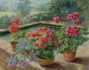 Geranium: Evening Pool ? pool with pots of geraniums