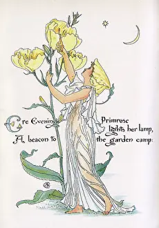 Oenothera: Evening Primrose