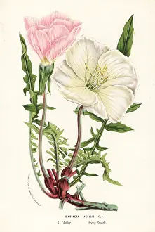Acaulis: Evening primrose, Oenothera acaulis